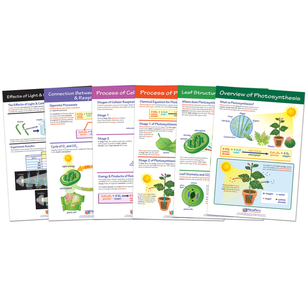 Newpath Learning Photosynthesis Bulletin Board Chart Set, Grades 3-5 94-7016